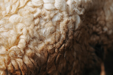 close up of dirty sheep's wool