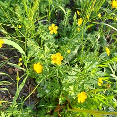 yellow flowers on green grass