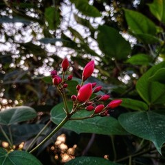 Vibrant red flower buds stand out brightly against a lush green foliage backdrop, capturing the...