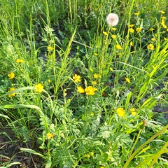 dandelions in the grass