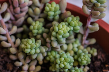 Sedum morganianum: donkey tail plant