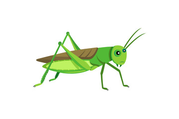 grasshopper isolated on white background