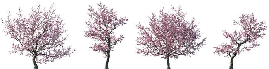 Set of Prunus dulcis (commonly known as Almond Tree) blossoming frontal street trees isolated png...