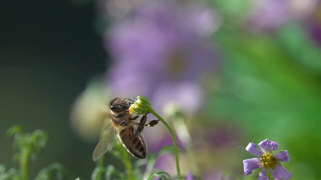 Bee, Fly on little Flower