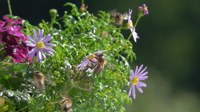 Bee, Flying on Flowers. closeup view. Slow-motion. purple violet flowers