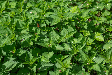 A reticulated butterfly on a nettle leaf.
