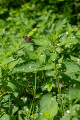 A butterfly on a nettle leaf.

