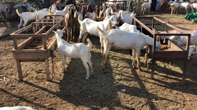Goats Eating Fodder at Livestock Market, Eid ul Adha Preparation in Pakistan, Brown and White Goats Feeding on Green Fodder, Goats Munching Grass in Traditional Cattle Market, South Asia Rural Scene