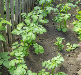 Young potato plants on the beds near the wooden old fence. Amateur potato growing by a farmer