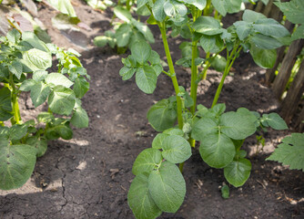 Rows of young potato sprouts grow on the soil in the farmer's vegetable garden