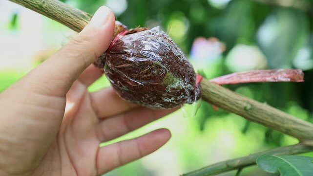 hand holding an air layering plant propagation on pomelo tree branch, showing gardening technique, agriculture, and plant growing method, pomelo farm