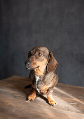 Small brown dog with short legs and floppy ears sitting on a wooden table, gazing curiously at the...