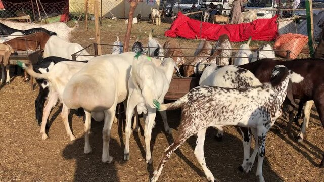 Goats Eating Fodder at Livestock Market, Eid ul Adha Preparation in Pakistan, Brown and White Goats Feeding on Green Fodder, Goats Munching Grass in Traditional Cattle Market, South Asia Rural Scene