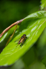 Insect fly with stripes on a leaf.
