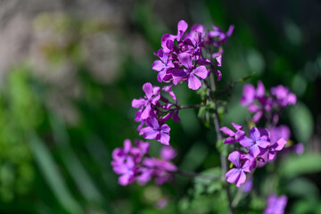 Field marigold and its purple flowers.
