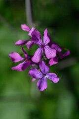 Fototapeta premium Field marigold and its purple flowers. 
