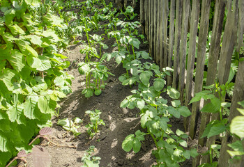 Young potato plants on the beds near the wooden old fence. Amateur potato growing by a farmer