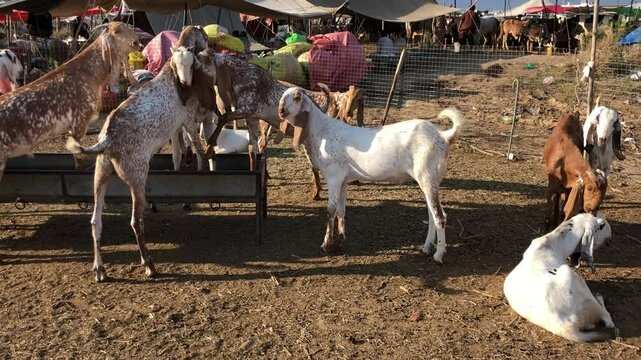 Goats Eating Fodder at Livestock Market, Eid ul Adha Preparation in Pakistan, Brown and White Goats Feeding on Green Fodder, Goats Munching Grass in Traditional Cattle Market, South Asia Rural Scene