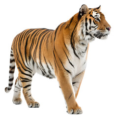 Bengal Tiger - Isolated on Trasparent Background