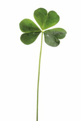 Close-up of a single green four-leaf clover on a white background, symbolizing luck and nature&rsquo;s beauty.