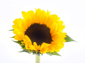Sunflower isolated on white background.