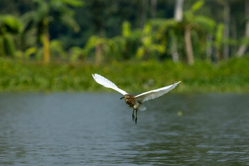 Indian Pond Heron Flying Over Wetland with Aquatic Vegetation and Waterbird