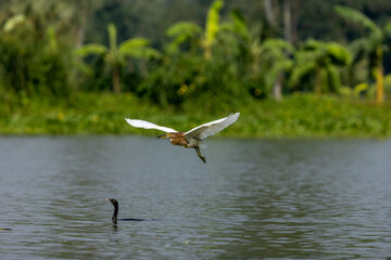 Indian Pond Heron Flying Over Wetland with Aquatic Vegetation and Waterbird