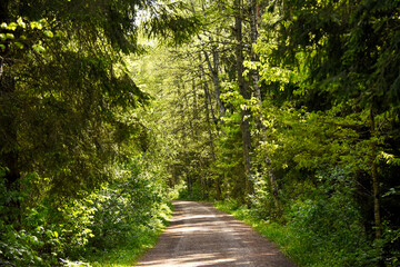 a dirt road or track winding into a lush, vibrant green forest. The sunlight filters through the...
