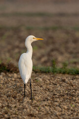 White Egrate Standing on a Soil Ground in Natural Habitat, Bangladesh.