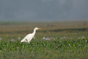 White egret standing on green foliage in its natural habitat on a winter morning