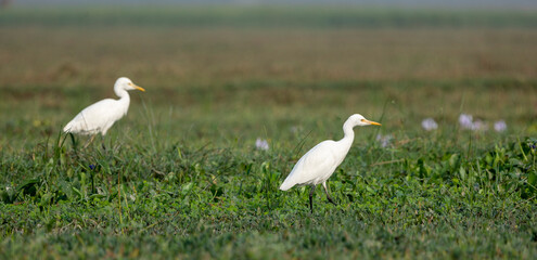 White egret standing on green foliage in its natural habitat on a winter morning