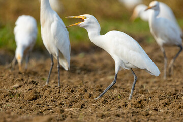 A great egret or white egret stands in agricultural land searching for food.