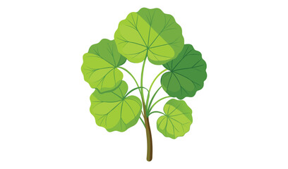 Fototapeta premium green leaf isolated on white background