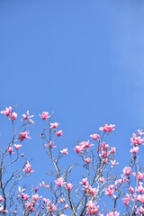 Magnolia in bloom