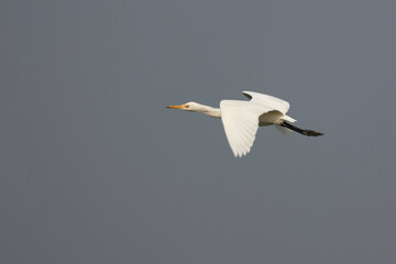 Great egret or white egret flying in the sky with blurred background