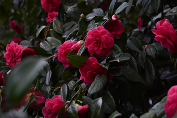 pink flowers in the garden