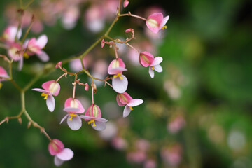 Fototapeta premium close up of pink and white flowers