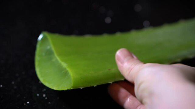 Single Aloe Vera leaf on black background. Minimalist composition highlighting the natural texture and colour of the healing succulent. Herbal skincare and organic beauty concept.