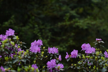 Fototapeta premium purple flowers in the garden