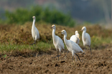Great egret or white egret foraging for food in farmland with natural background