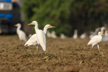 Great egret or white egret foraging for food in farmland with natural background
