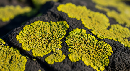 Chartreuse Lichen Clusters Thriving on Volcanic Rock Surfaces