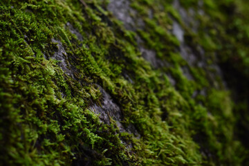 moss on the stone