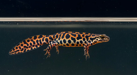 Colorful Newt Swimming Peacefully In Natural Habitat Clear Water Level