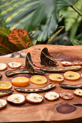 butterflies snack on fermenting fruit
