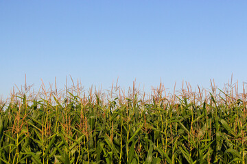 Corn field