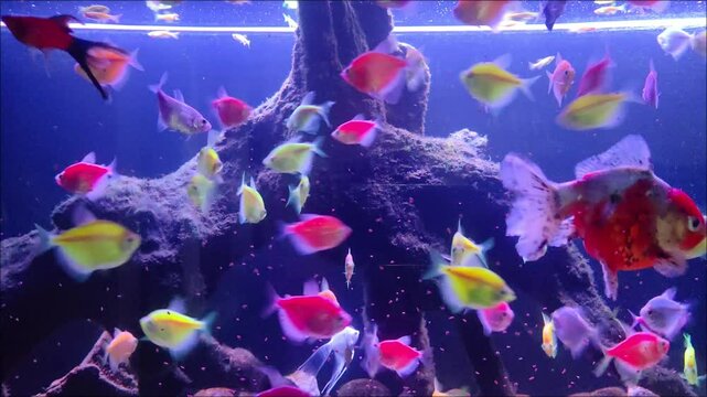 Ornatus Fish and Ternary in the dark Aquarium with neon light. Glofish tetra.