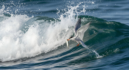 Arctic Tern With Fish Flying over Splashing Wave in the Blue Ocean