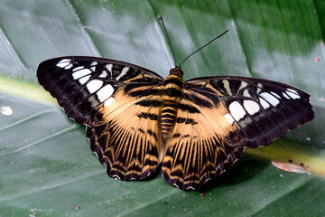 Clipper butterfly on a leaf