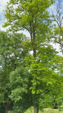 Upward view of a majestic green tree surrounded by nature